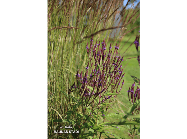 Verbena hastata   'Blue Spires'